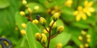 油菜籽田，小小的黄花。野生宏黄花。花。