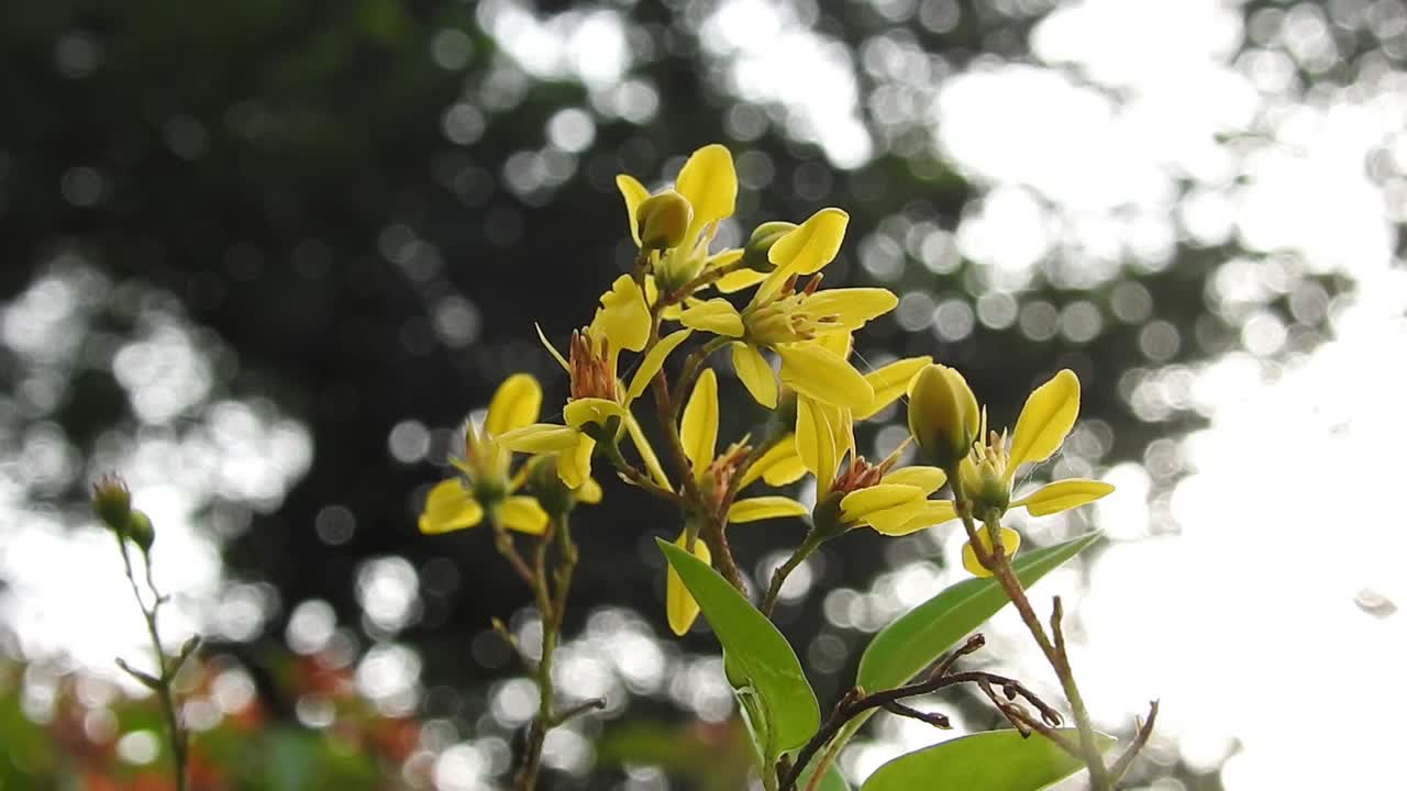 油菜籽田，小小的黄花。野生宏黄花。花。