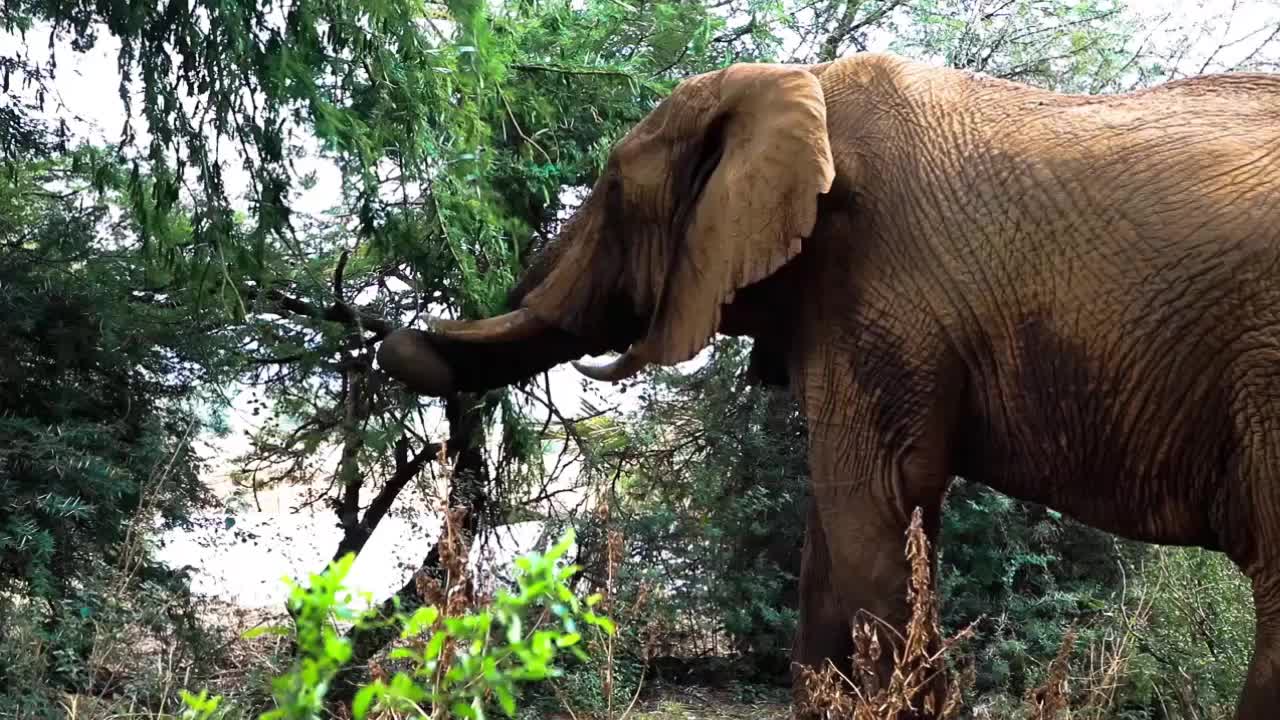 在自然栖息地，一只非洲象毫不费力地吃着折断树枝的树