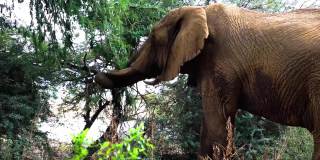 在自然栖息地，一只非洲象毫不费力地吃着折断树枝的树