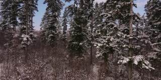 无人机拍摄或镜头美丽宁静的冬季自然森林在阳光明媚的日子。空中鸟瞰混合积雪覆盖的树木。旅游和户外概念