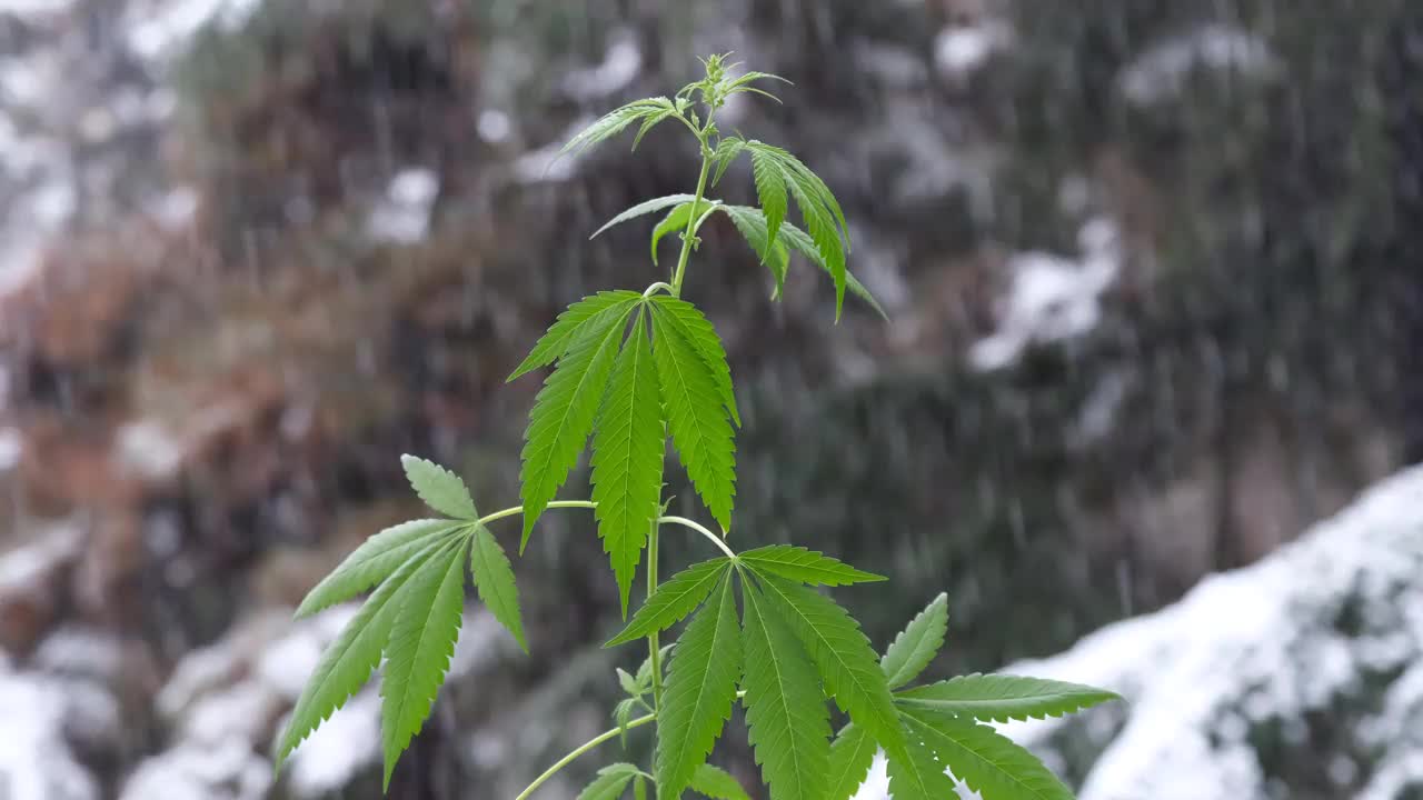 医用大麻植物。模糊的雪花背景上的一株小大麻植物。早春大麻的小芽