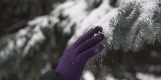 女性戴着冬季手套的手触摸着白雪覆盖的云杉树枝。雪从云杉的树枝上落下。