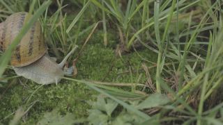 草里的蜗牛。草中的螺旋asppersa蜗牛特写。草地上美丽的蜗牛特写视频素材模板下载