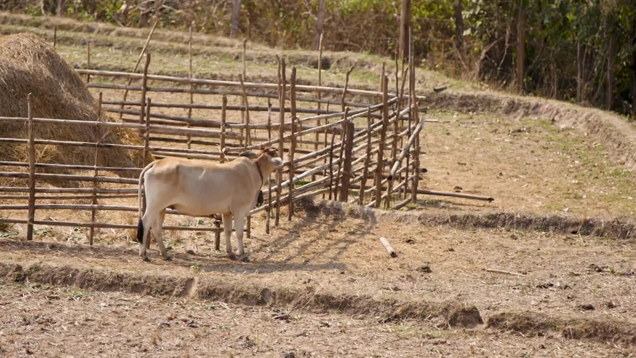 收获后的牛在田野里。田野的干旱。