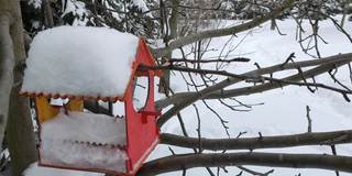 白雪覆盖的红色鸟屋挂在树上