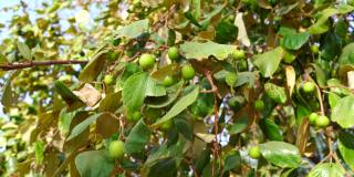 摇摆的中国苹果或枣子的树枝。在冬天阳光明媚的日子里，未成熟的绿色果实挂在树枝上。