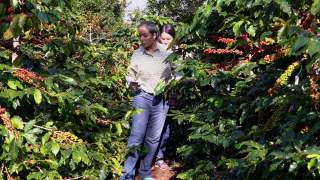 农民双手收获红色和黄色的新鲜成熟的阿拉比卡或罗布斯塔有机咖啡豆。农民在种植园里手工种植水果。咖啡树种植园的田野背景概念。视频素材模板下载