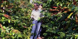农民双手收获红色和黄色的新鲜成熟的阿拉比卡或罗布斯塔有机咖啡豆。农民在种植园里手工种植水果。咖啡树种植园的田野背景概念。
