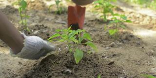 一名男农民正在为照料花椒幼苗铲土。