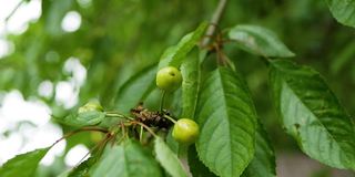 绿色甜樱桃在树枝上的慢镜头。樱桃树foliage.Close-up。