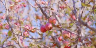 鲜红可口的苹果彼此紧挨着，挂在树枝上，轻轻在苹果园里随风飘荡。模糊的背景。