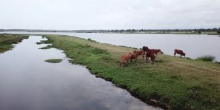 奶牛在夏季绿色草地附近的水，鸟瞰图。一群奶牛在河边的田野里吃草。无人机拍摄的一群奶牛。