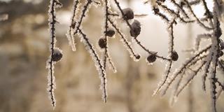 雪中的云杉枝。冬季景观与雪冷杉树森林和轻微降雪在风景日落或日出