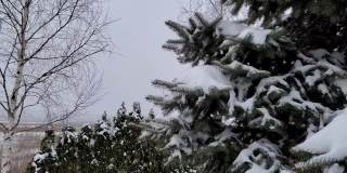 树枝上有蓬松美丽的雪。雪花从云杉树枝上美丽地飘落下来。冬天的童话，树在雪中囚禁。冬天下雪的录像