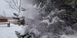 树枝上有蓬松美丽的雪。雪花从云杉树枝上美丽地飘落下来。冬天的童话，树在雪中囚禁。冬天下雪的录像