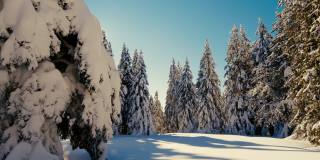 阳光照亮了高原上被雪覆盖的云杉
