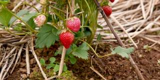 有机温室中的草莓园