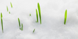 植物在雪下生长，雪在溶化时光，小麦在雪下生长，冬春交加，大自然在田野、园艺中觉醒