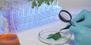 基因研究农业科学家用放大镜观察植物