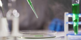 女性医学研究科学家将移液管滴入培养皿进行科学实验