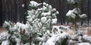 近距离观察松枝与绿针覆盖霜和雪花飘落在缓慢的mo
