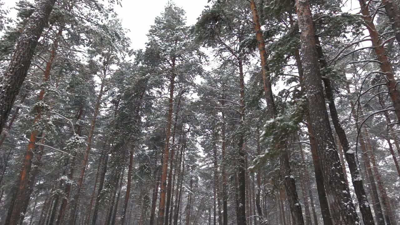 从下面用慢镜头拍摄的冬季松林和飘落的雪花