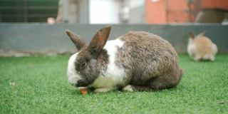 可爱的兔子复活节毛绒绒的兔子，兔子宝宝吃胡萝卜和蔬菜在草地上，近距离。