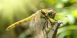 蜻蜓的样子——微距摄影。