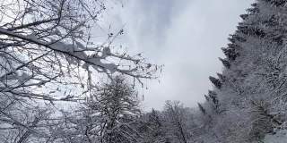 白雪覆盖的树木在森林底部视图。树枝上的雪