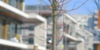 现代建筑前的小树，4K慢镜头60帧/秒