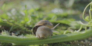 自然环境中的蜗牛。蜗牛在花园里爬行。绿色背景上的蜗牛特写。