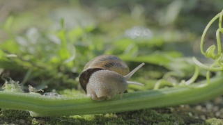 自然环境中的蜗牛。蜗牛在花园里爬行。绿色背景上的蜗牛特写。视频素材模板下载