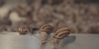 农场里的许多蜗牛特写。蜗牛的工业栽培。养殖蜗牛。