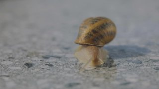 蜗牛特写。许多蜗牛聚集起来。在农场饲养蜗牛。螺旋aspersa最大值视频素材模板下载