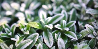 有选择性的重点。一株霜冻的田间植物，晚秋特写。美丽的抽象冻结微观宇宙模式。自然界中冰冻天气的霜冻作用。花的背景