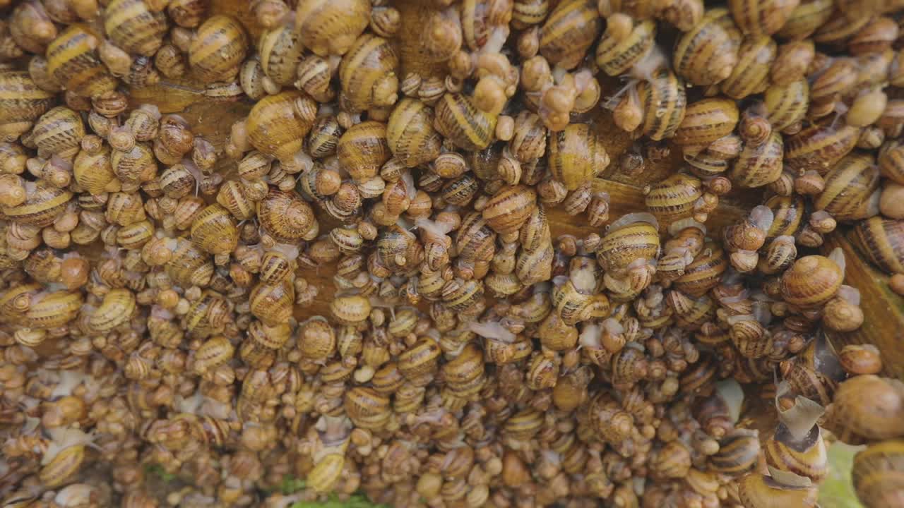 农场里的蜗牛特写。蜗牛的农场。生长蜗牛的过程。农场里有许多蜗牛。