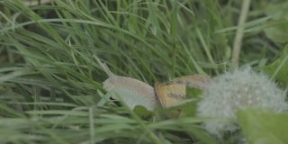 蒲公英草地上的蜗牛。草中的螺旋asppersa蜗牛特写。草地上美丽的蜗牛特写