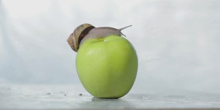 蜗牛在苹果上的特写。一只蜗牛正爬在一个苹果上。蜗牛在青苹果上。