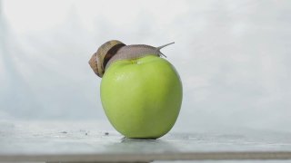 蜗牛在苹果上的特写。一只蜗牛正爬在一个苹果上。蜗牛在青苹果上。视频素材模板下载