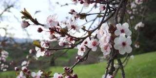 盛开的樱桃李树和美丽的花朵在树枝上