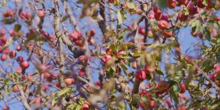 一串串红色美味的苹果，彼此挨着，挂在树枝上，在苹果园里轻轻吹着。模糊的背景。蓝色的天空