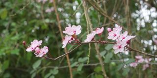 樱桃李花在一棵开花的树的小枝上的樱桃