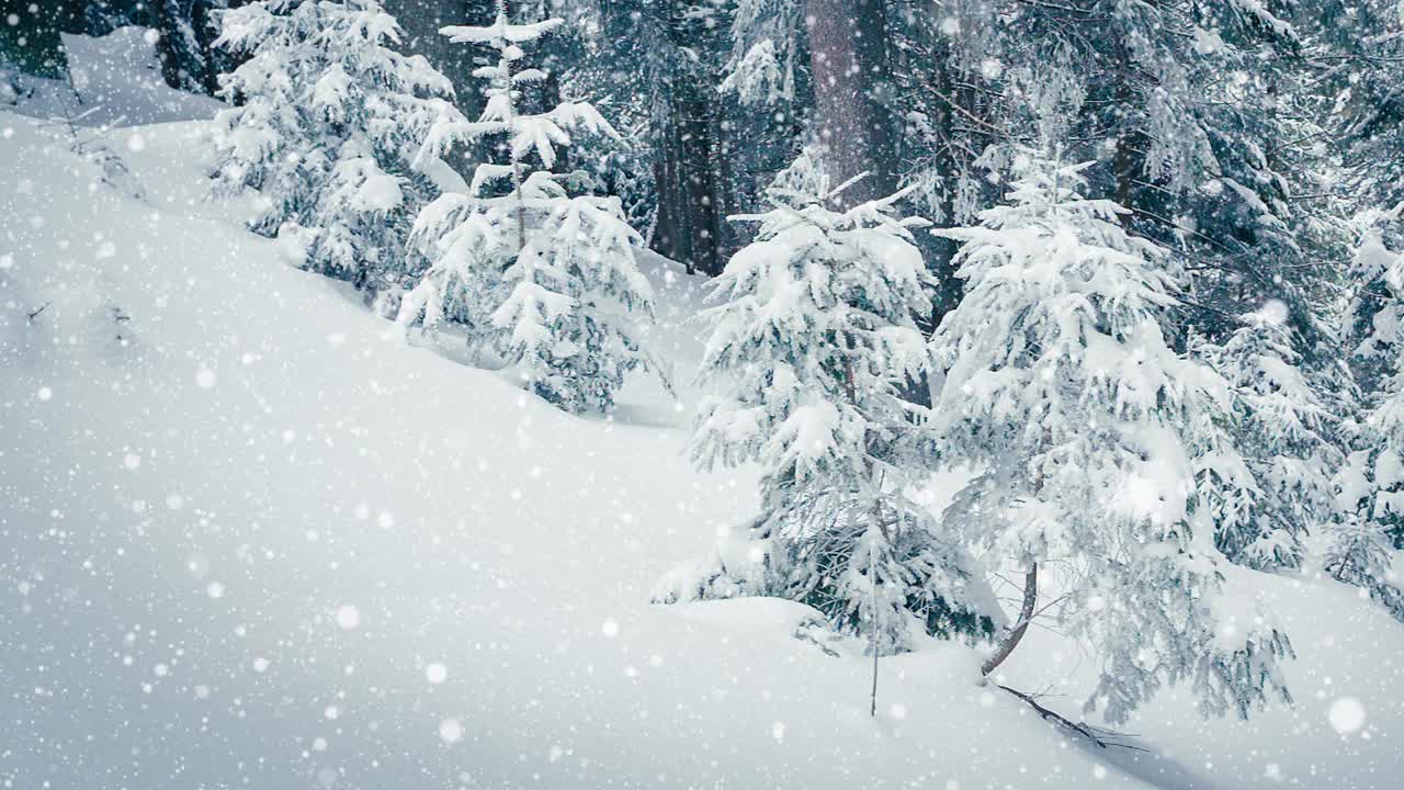 树枝上美丽的蓬松的雪。雪花从云杉树枝上美丽地飘落下来。冬天的童话，树在雪中囚禁。冬天下雪的录像