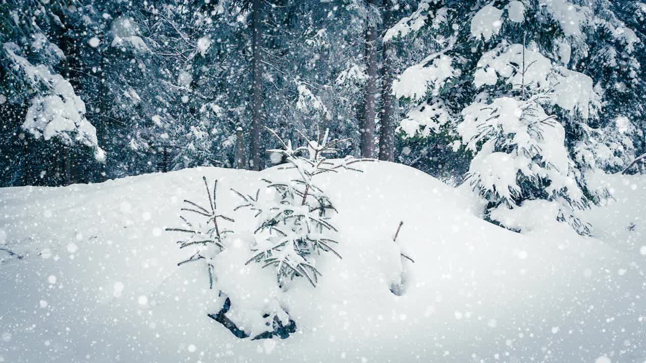 树枝上美丽的蓬松的雪。雪花从云杉树枝上美丽地飘落下来。冬天的童话，树在雪中囚禁。冬天下雪的录像