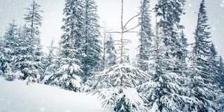 树枝上美丽的蓬松的雪。雪花从云杉树枝上美丽地飘落下来。冬天的童话，树在雪中囚禁。冬天下雪的录像