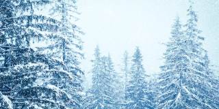 树枝上美丽的蓬松的雪。雪花从云杉树枝上美丽地飘落下来。冬天的童话，树在雪中囚禁。冬天下雪的录像