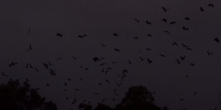 日落时分，一大群果蝠在飞翔