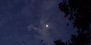大群果蝠飞过月亮和云令人毛骨悚然的野生动物视频