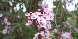 樱花，桃李，桃李，美丽的粉红色花朵